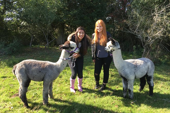 2-Hour Alpaca Farm Experience in Kenilworth - Meeting the alpacas near Kenilworth