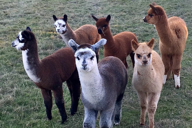 2-Hour Alpaca Farm Experience in Kenilworth - Taking an alpaca for a walk