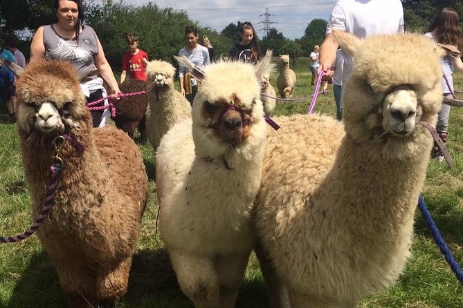 2-Hour Alpaca Farm Experience in Kenilworth - What the private format adds