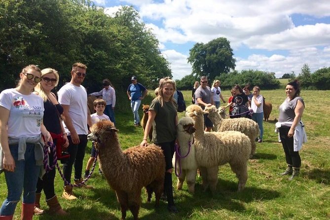 2-Hour Alpaca Farm Experience in Kenilworth - Is $35.78 good value?