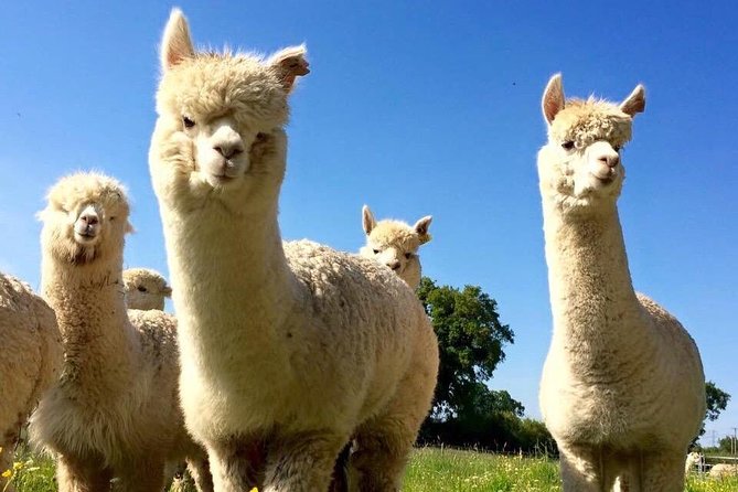 2-Hour Alpaca Farm Experience in Kenilworth - Planning around the weather and cancellation terms