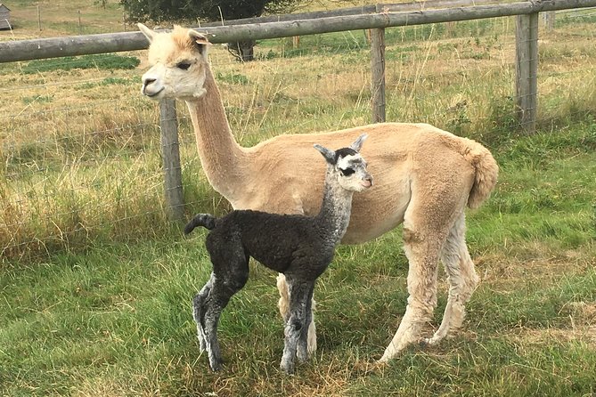 2-Hour Alpaca Farm Experience in Kenilworth - Cuddles, young animals, and photo time