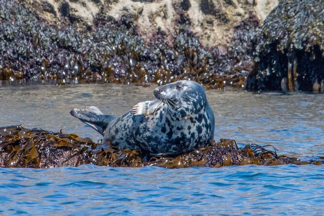 90 Minute Coastal Explorer in Torquay - What the ride feels like on a small RIB
