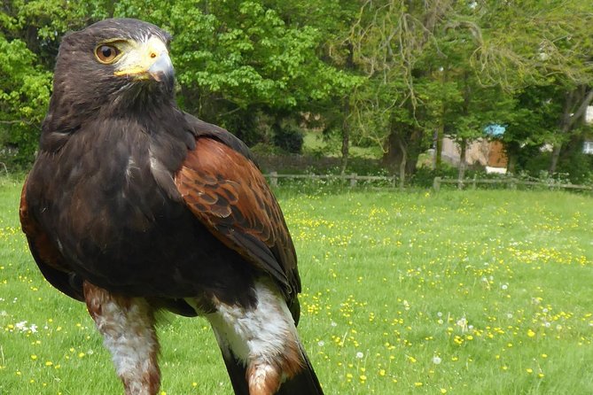 Bath City Tour & Fly a Hawk Experience - Day Tour from Bath - Flying a hawk at a nonprofit falconry center