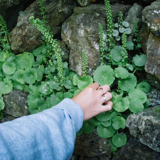 Beginner Foraging Walk: Wild food walking tour & tasters - Key points at a glance