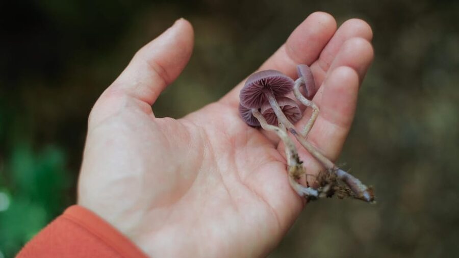 Beginner Foraging Walk: Wild food walking tour & tasters - Walking through one of the island’s quieter corners