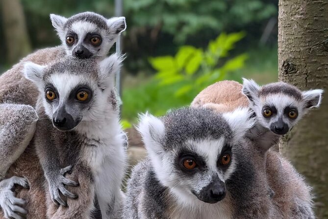 Entry ticket to Hoo Zoo and Dinosaur World in Telford - Wolves, lynx, meerkats, and capybara