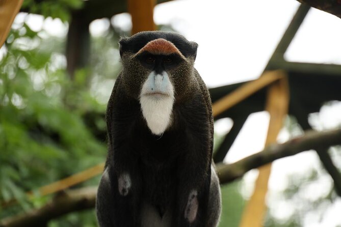 Entry ticket to Hoo Zoo and Dinosaur World in Telford - Lemurs and wallabies up close