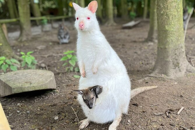 Entry ticket to Hoo Zoo and Dinosaur World in Telford - A family day with room to run