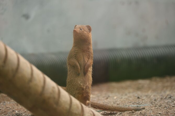 Entry ticket to Hoo Zoo and Dinosaur World in Telford - Mud, mobility, and practical limits