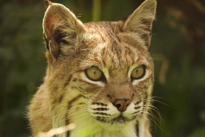 Entry ticket to Hoo Zoo and Dinosaur World in Telford - Fifteen feeding talks worth planning around