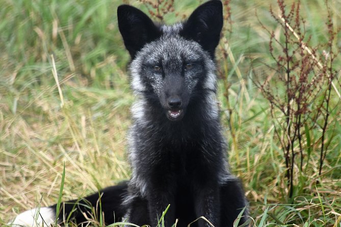 Fox Encounter for 2 people and park entry - Who Will Enjoy This Fox Encounter?
