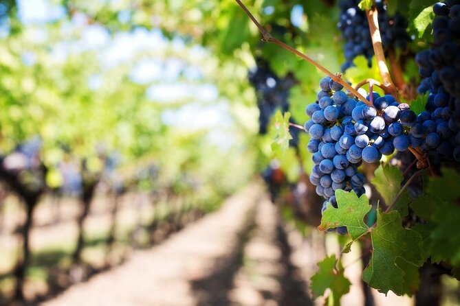 Full Day Wine Tour in Sussex and Kent - The first vineyard: start with a proper introduction