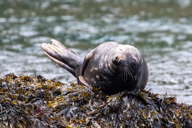Guided Wildlife and Sea Cave Kayak Safari in English Riviera - Key things to know before you go