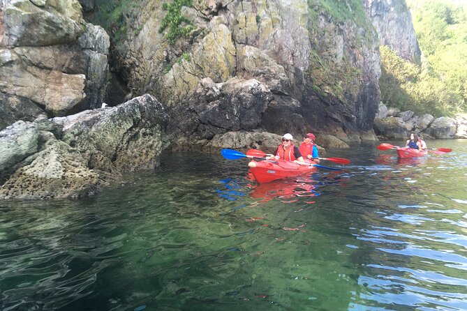Guided Wildlife and Sea Cave Kayak Safari in English Riviera - Looking for seals and seabirds