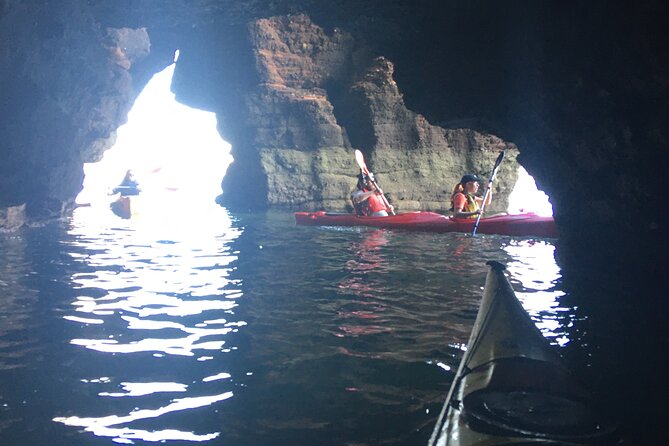 Guided Wildlife and Sea Cave Kayak Safari in English Riviera - Fossils, foraging, and a beach fire