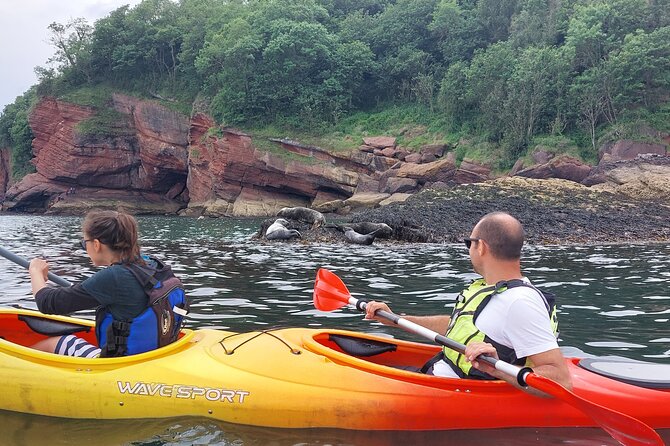 Guided Wildlife and Sea Cave Kayak Safari in English Riviera - What the $76.39 price buys you