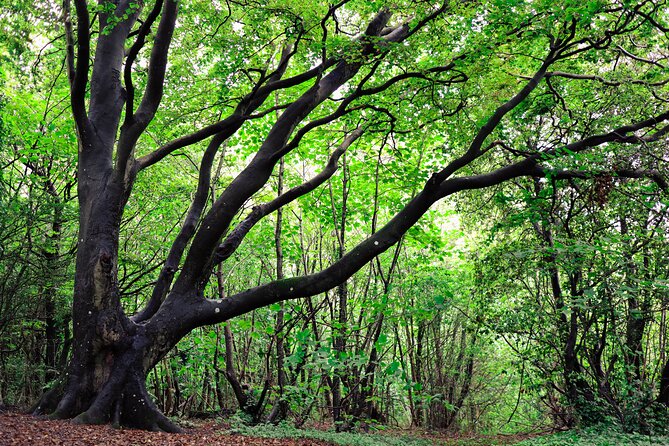 Half-day Forest Bathing and Yoga in Brighton's Woodlands - Weather, clothing and what to pack