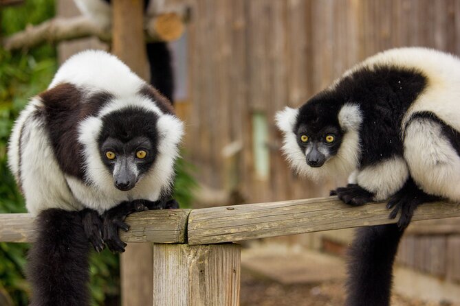 Howletts Day Ticket - Why Howletts Feels Different From a Standard Zoo