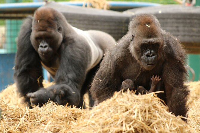 Howletts Day Ticket - The 90-Acre Walk Through Ancient Parkland