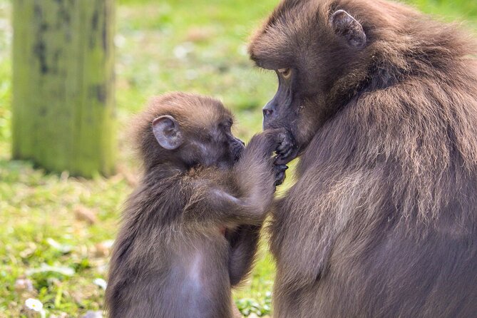 Howletts Day Ticket - Wildlife Encounters Beyond the Main Animal Areas