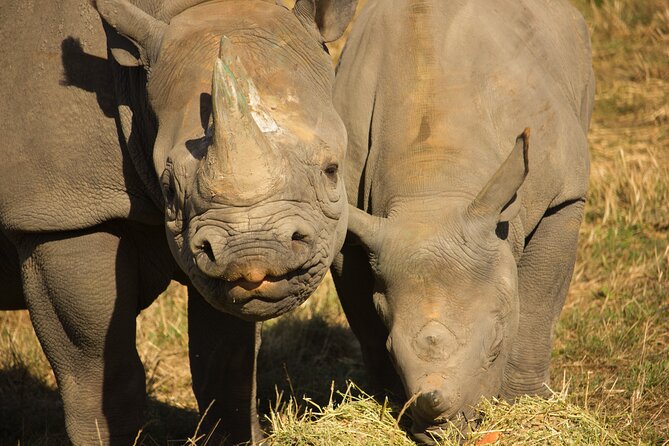 Howletts Day Ticket - Tea, Coffee, Lunch, and the Value of a Slower Pace