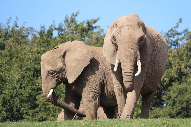 Howletts Day Ticket - Mobile Ticket and Booking Conditions