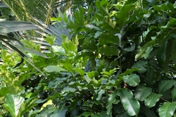 Kew Gardens, Richmond - Self-Guided Audio Tour - The Hive: Kew’s memorable finale