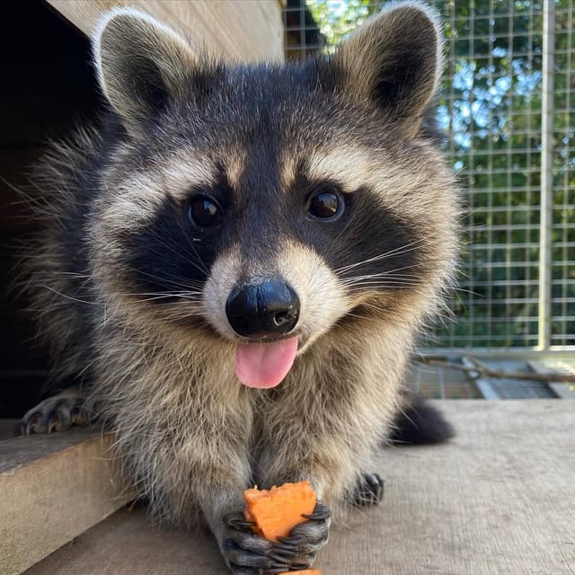 Lincolnshire: ARK Wildlife and Dinosaur Park Entry Ticket - A rescue park with more than one story to tell