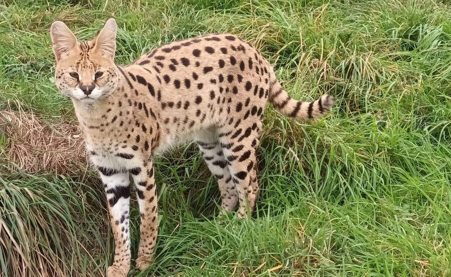Lincolnshire: ARK Wildlife and Dinosaur Park Entry Ticket - Starting with the animals at the outdoor enclosures
