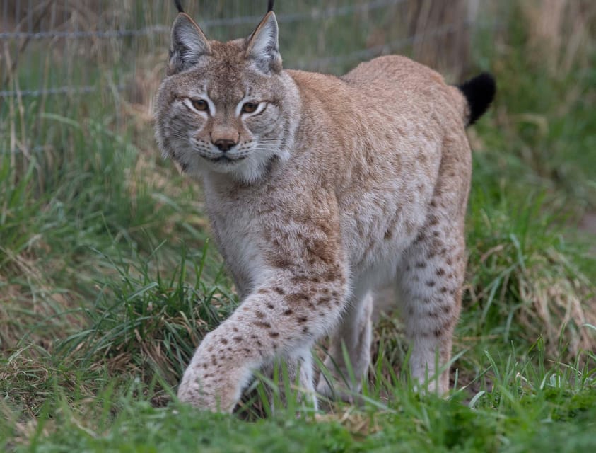 Lincolnshire: ARK Wildlife and Dinosaur Park Entry Ticket - Lemur Lake and the primate areas