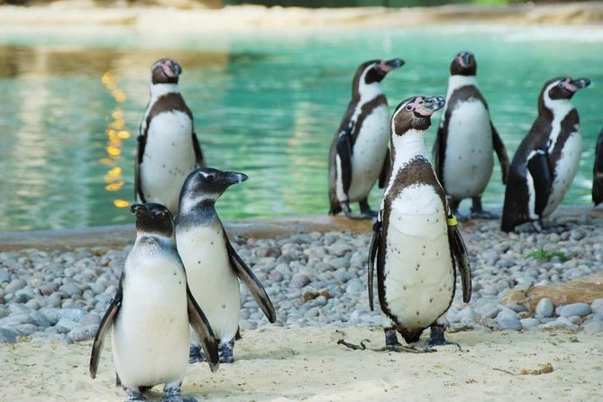 London Zoo Entry Ticket - Key points to know before you go