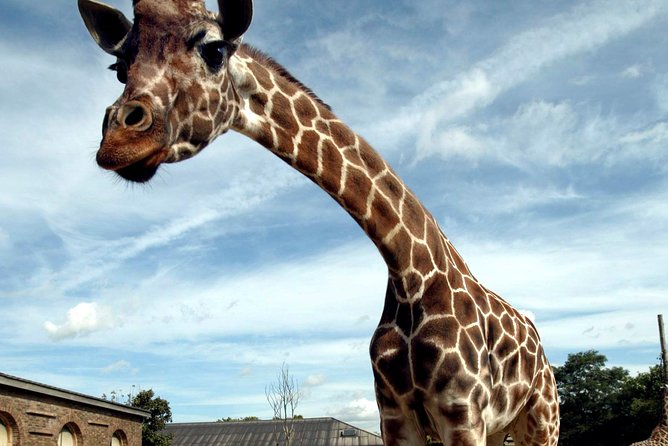 London Zoo Entry Ticket - Tiger Territory adds conservation to the visit