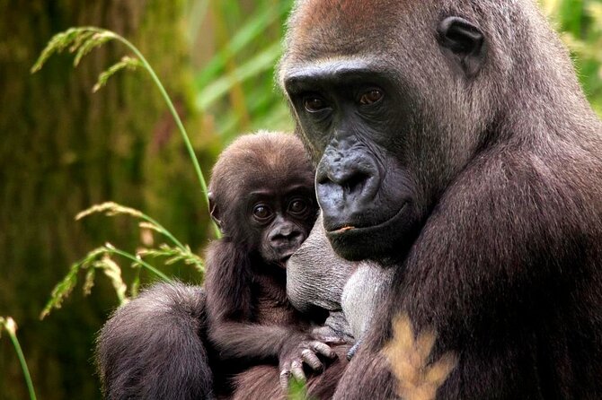 London Zoo Entry Ticket - Food, coffee, and family breaks