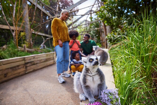 London Zoo Entry Ticket - Land of the Lions brings the big cats close