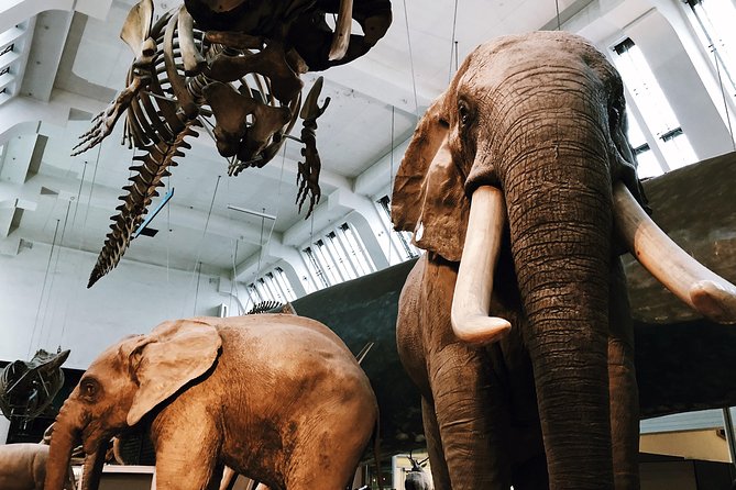 Natural History Museum London - Exclusive Guided Museum Tour - Fossils, plants, gemstones, and the giant sequoia