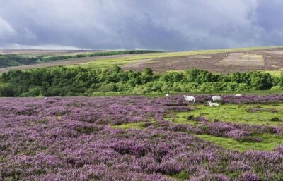 North York Moors and Whitby Day Tour from York