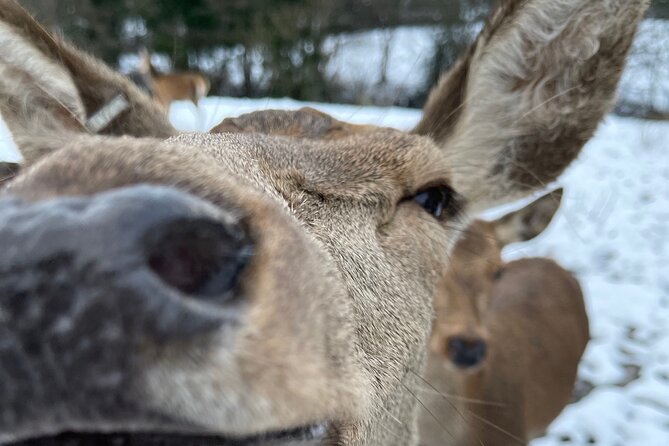 Private Deer Park Tour and Day Out in Leek - Key points at a glance