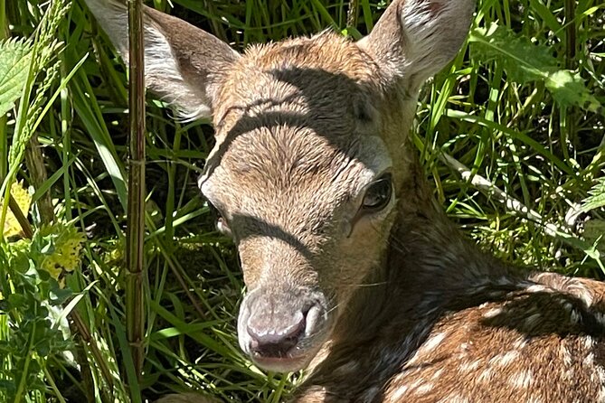 Private Deer Park Tour and Day Out in Leek - A close look at the deer park near Leek