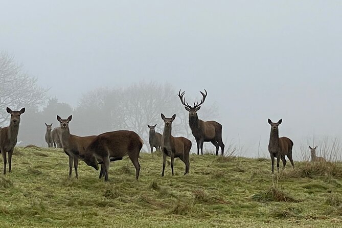 Private Deer Park Tour and Day Out in Leek - Photographing red and fallow deer