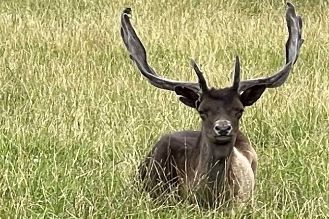 Private Deer Park Tour and Day Out in Leek - What makes the wildlife viewing worthwhile