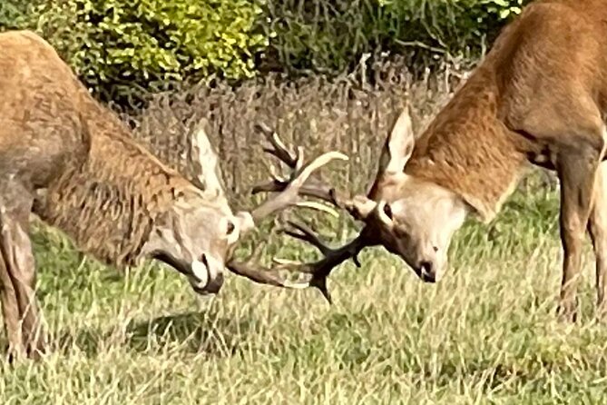 Private Deer Park Tour and Day Out in Leek - Timing, meeting point, and footwear