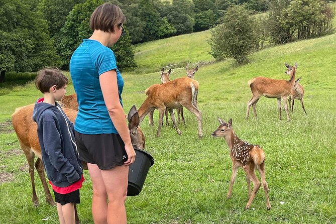 Private Deer Park Tour and Day Out in Leek - Is $30.21 good value?