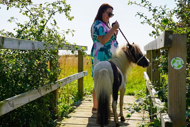 Private Miniature Horse Walking near Lincoln - Meeting Stella and the Falabella horses near Lincoln