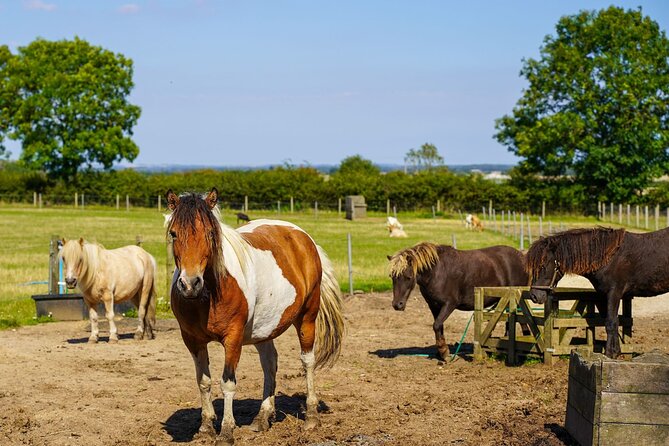 Private Miniature Horse Walking near Lincoln - A gentle route through the Lincolnshire countryside