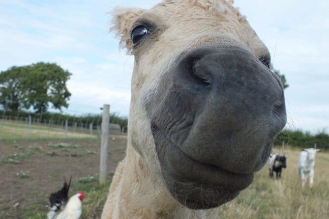Private Miniature Horse Walking near Lincoln - Practical details that affect your day