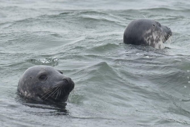 Scroby Sands Seal Watching - What the 90-minute duration gives you