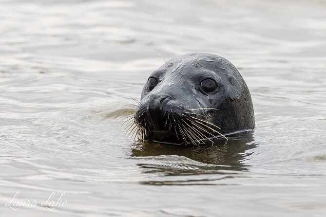 Scroby Sands Seal Watching - Weather, cancellations, and sensible planning