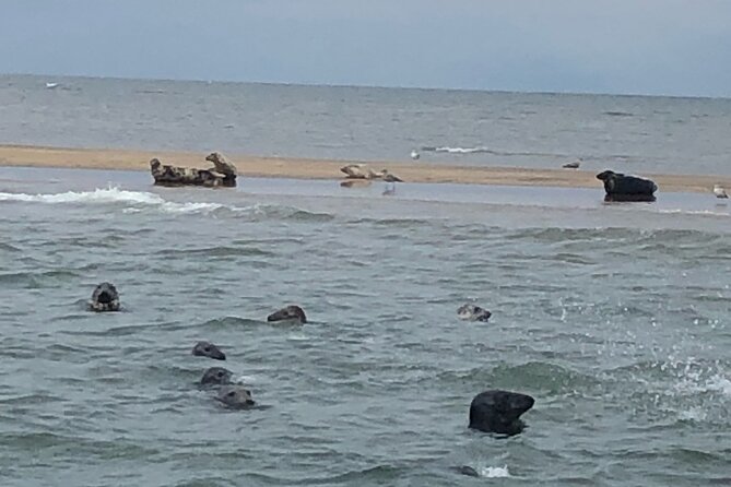Scroby Sands Seal Watching - Watching the seals from a close but respectful distance