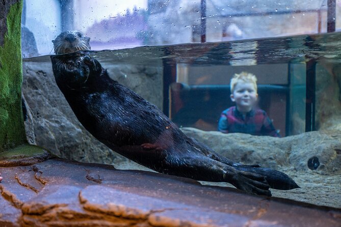 SEA LIFE Birmingham Admission Ticket - Key points to know before you book